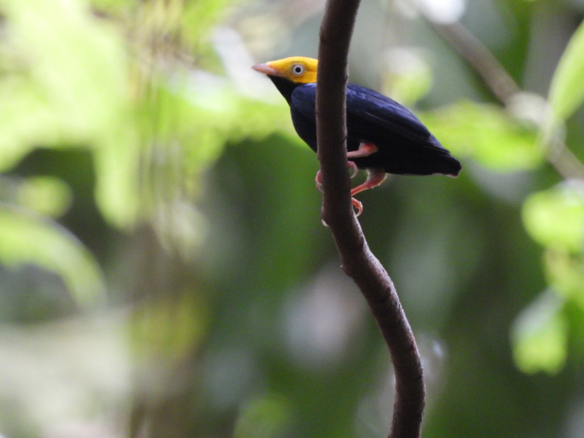 Golden-headed Manakin - ML623506393