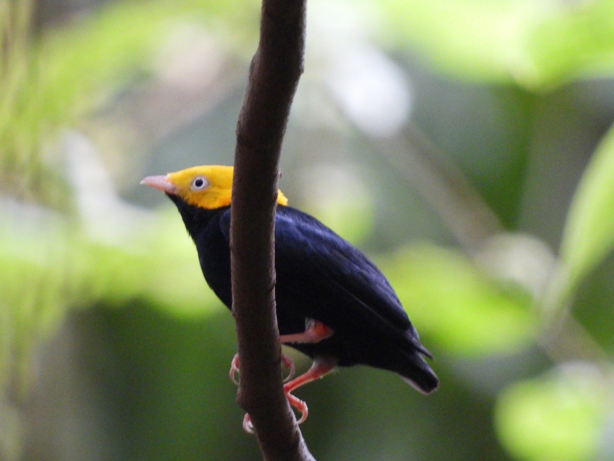 Golden-headed Manakin - ML623506394