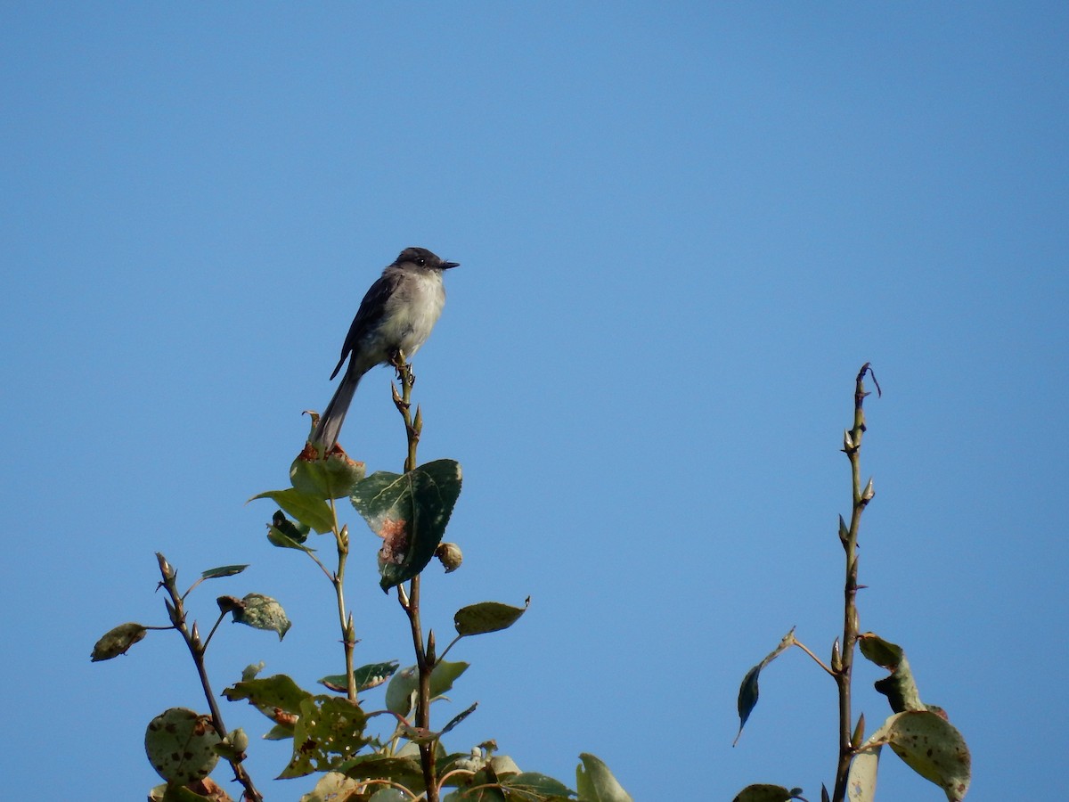 Eastern Phoebe - ML623506423