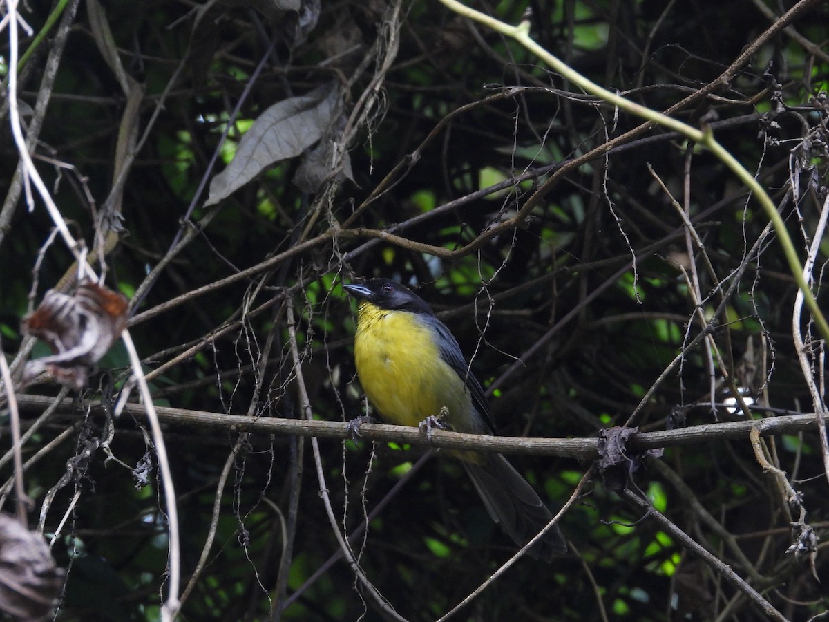 Yellow-breasted Brushfinch (nigrifrons) - ML623506470