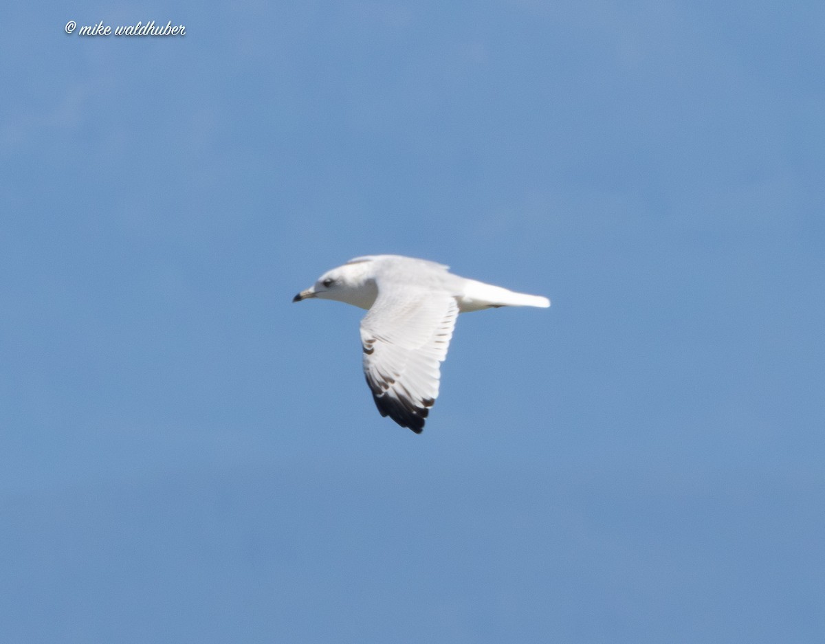 Ring-billed Gull - ML623506487