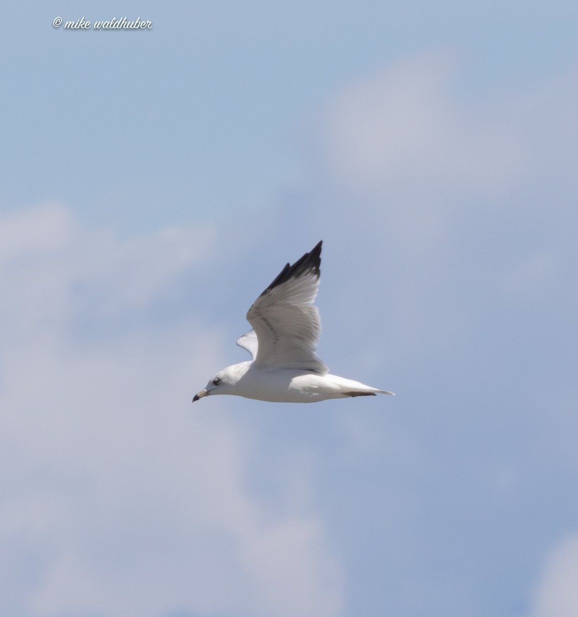 Ring-billed Gull - ML623506488