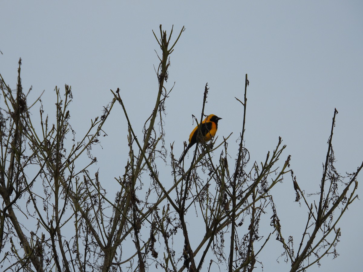 Yellow-backed Oriole - ML623506494