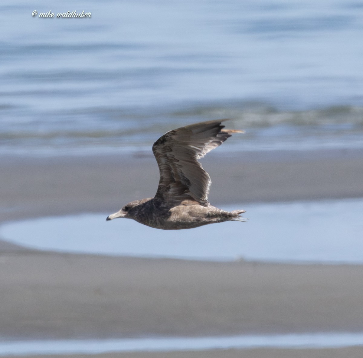 California Gull - ML623506501