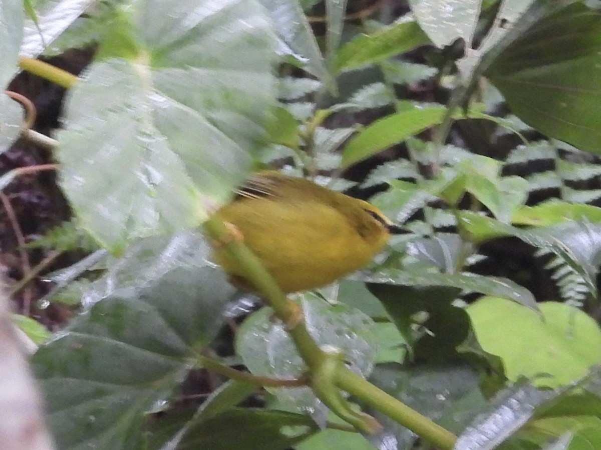 Black-crested Warbler - ML623506508