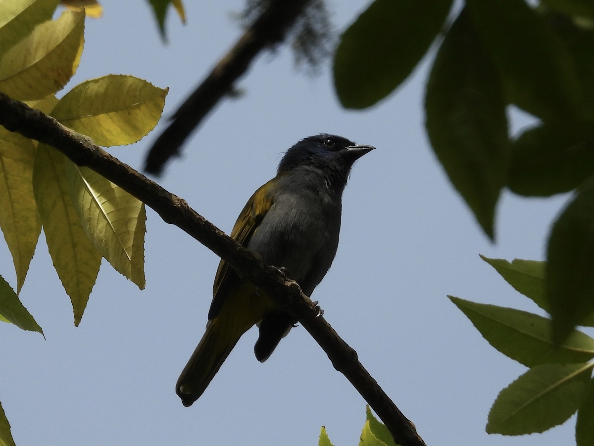 Blue-capped Tanager - ML623506536