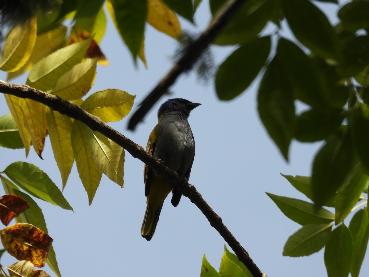 Blue-capped Tanager - ML623506537