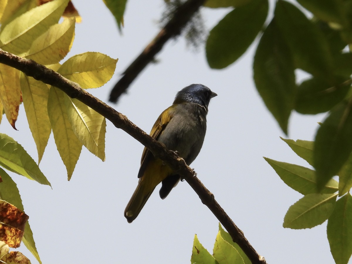 Blue-capped Tanager - ML623506538