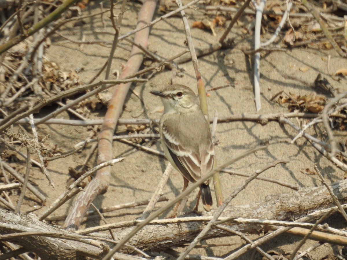 Short-tailed Field Tyrant - Roger Barboza Castro