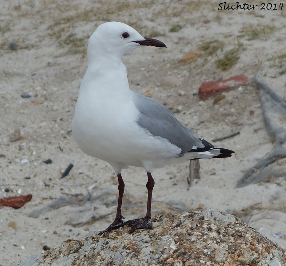 Hartlaub's Gull - ML623506629