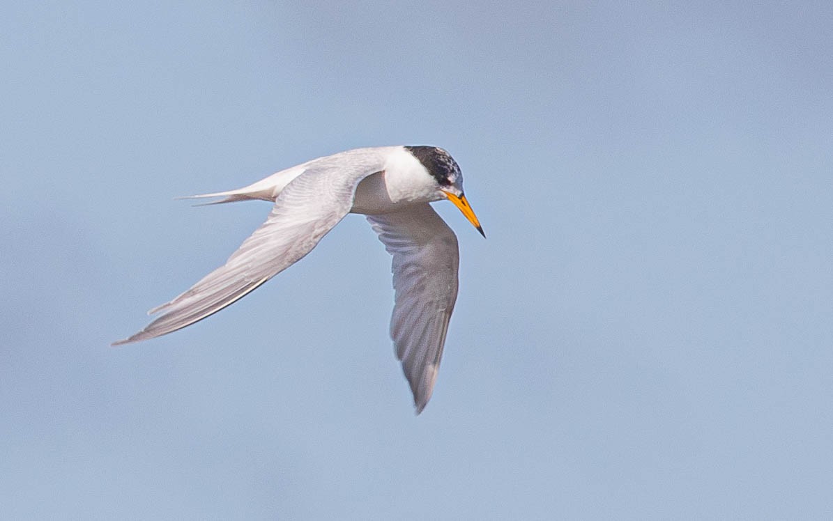 Australian Fairy Tern - ML623506682