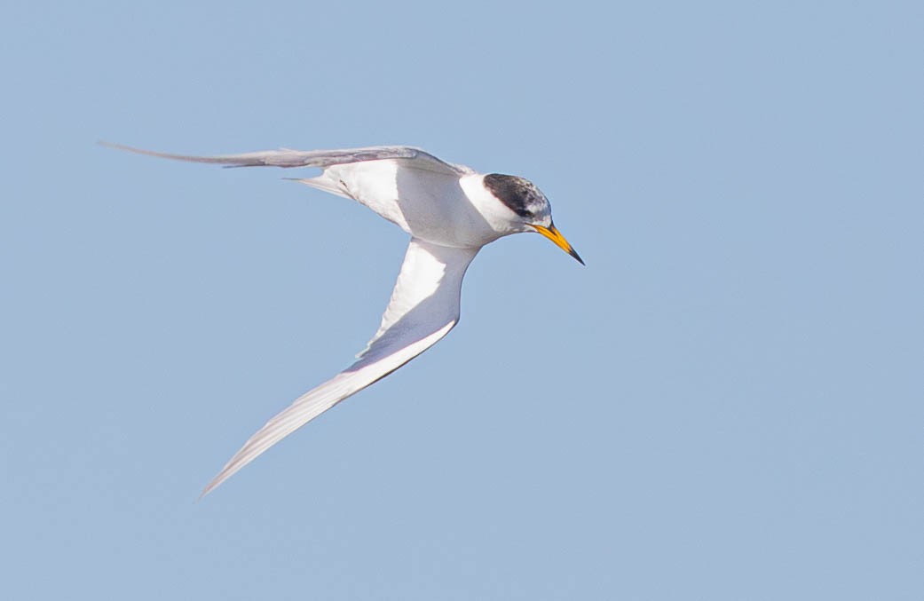 Australian Fairy Tern - ML623506684