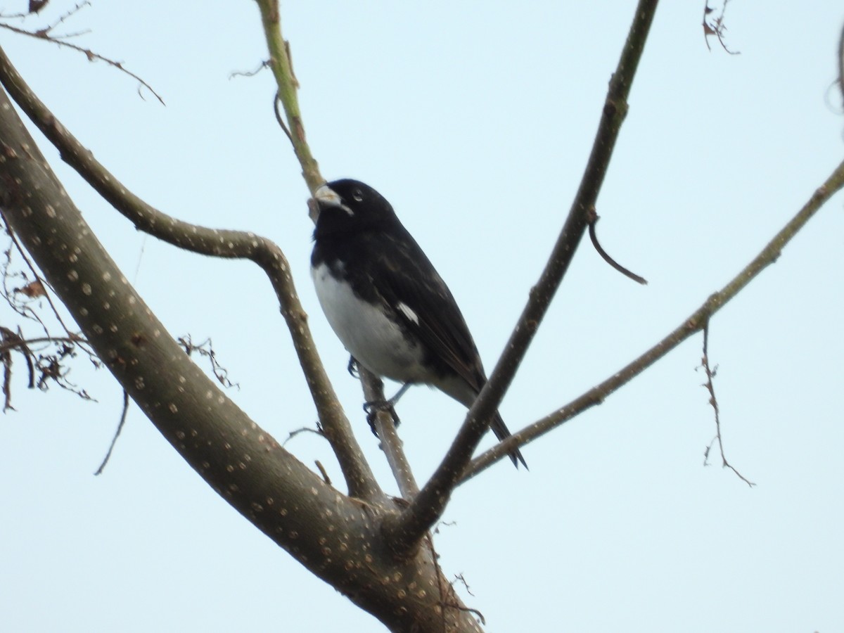 Black-and-white Seedeater - ML623506686