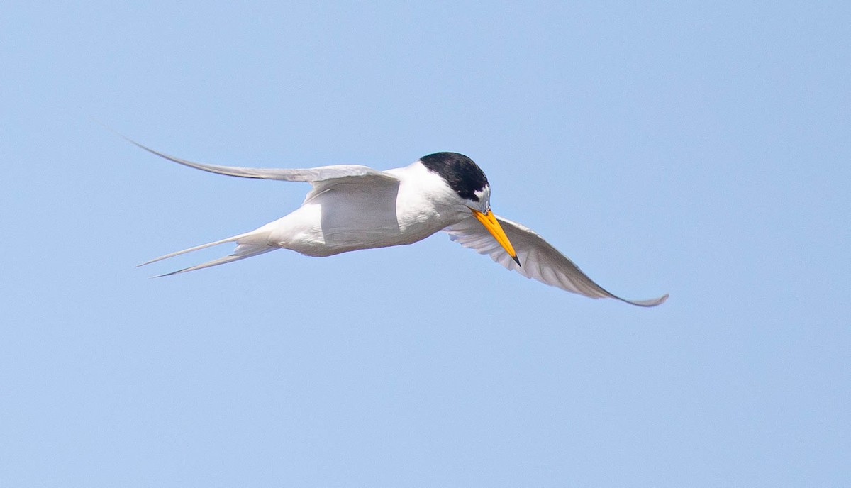 Australian Fairy Tern - ML623506696