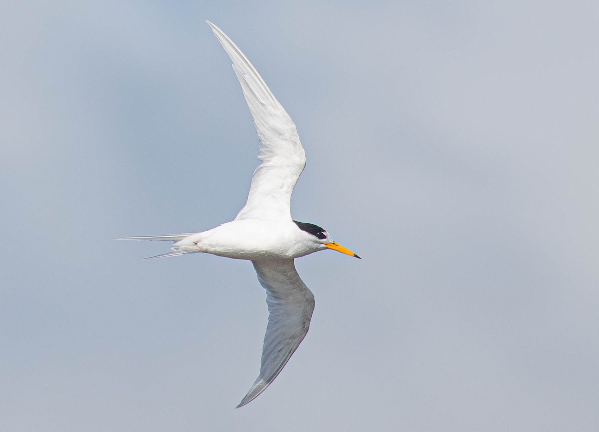 Australian Fairy Tern - ML623506697