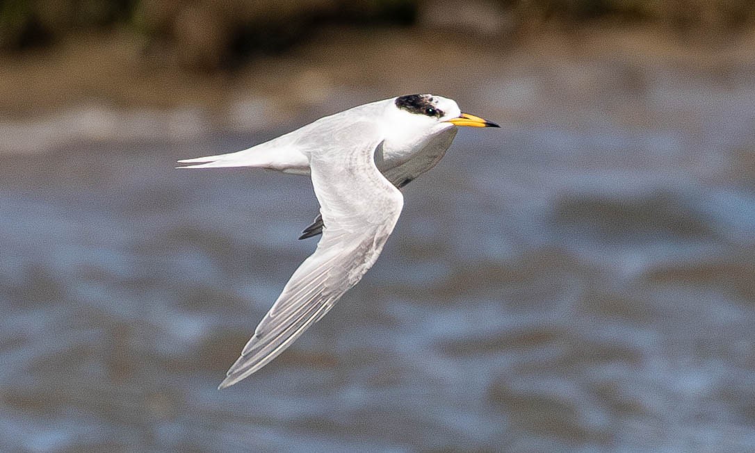 Australian Fairy Tern - ML623506698