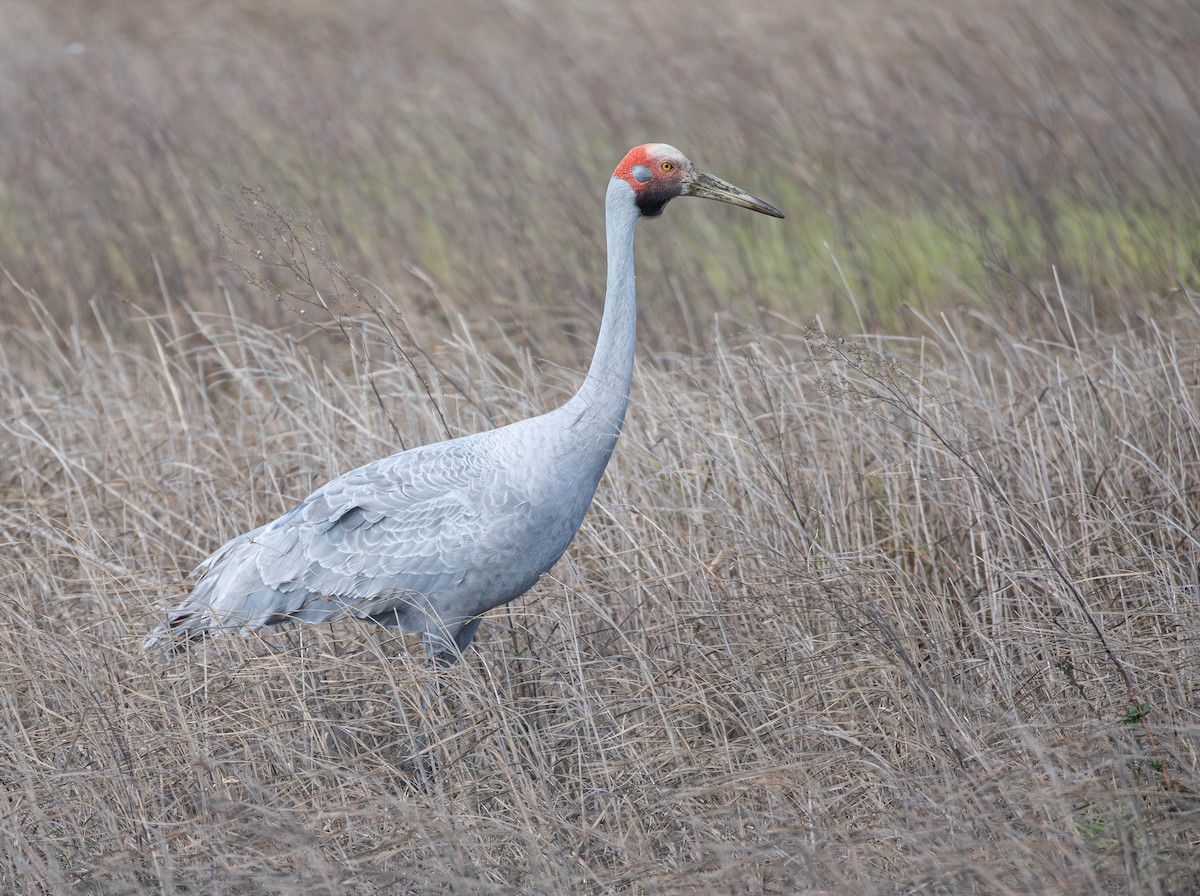 Brolga Turnası - ML623506716