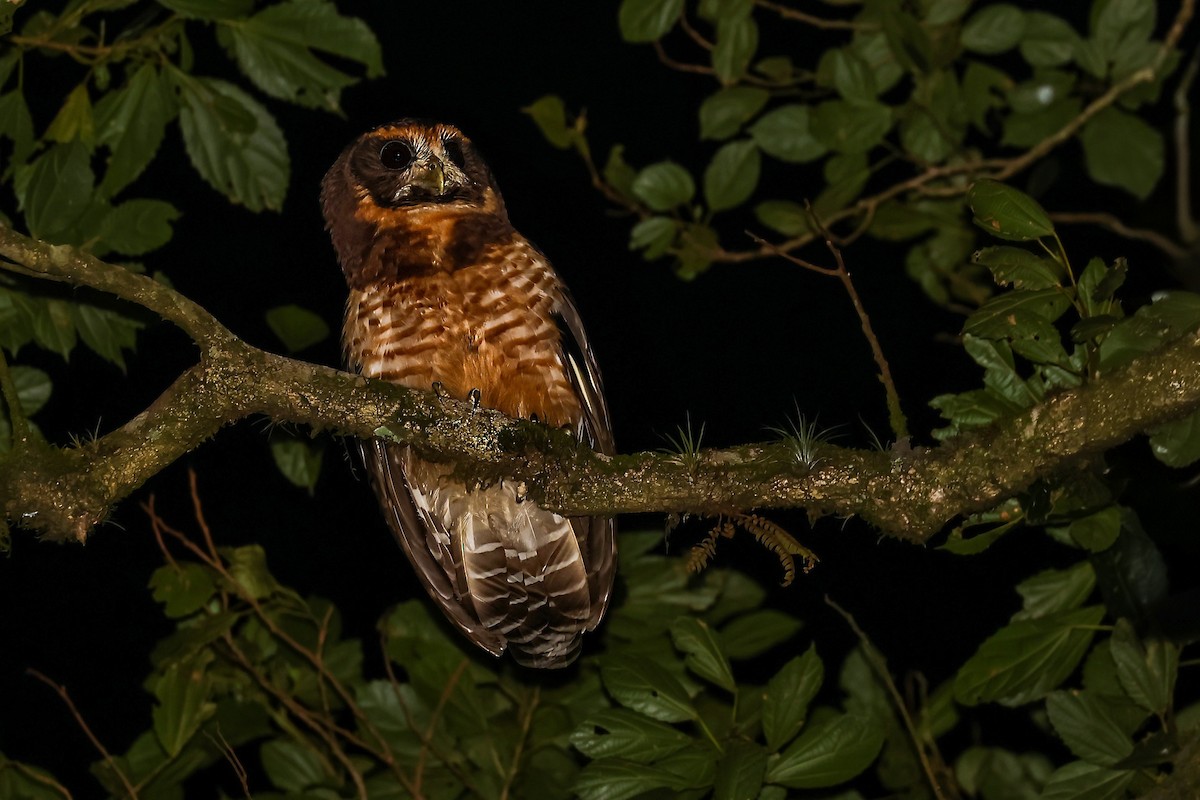 Tawny-browed Owl - ML623506752