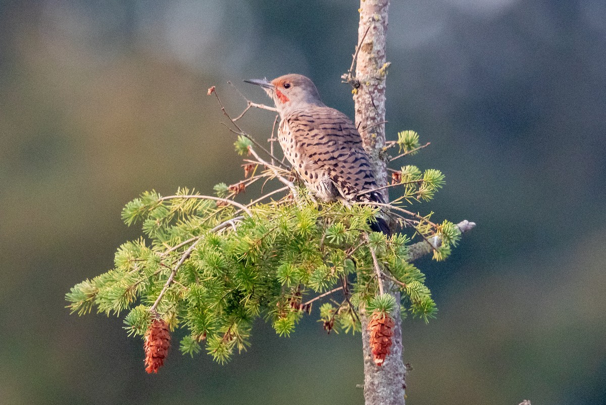 Northern Flicker - ML623506766