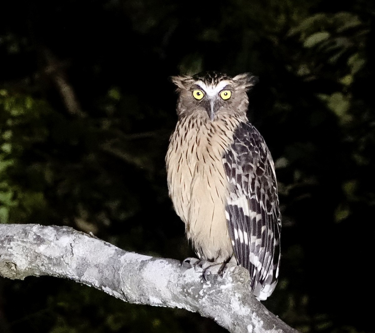 Buffy Fish-Owl - ML623506807