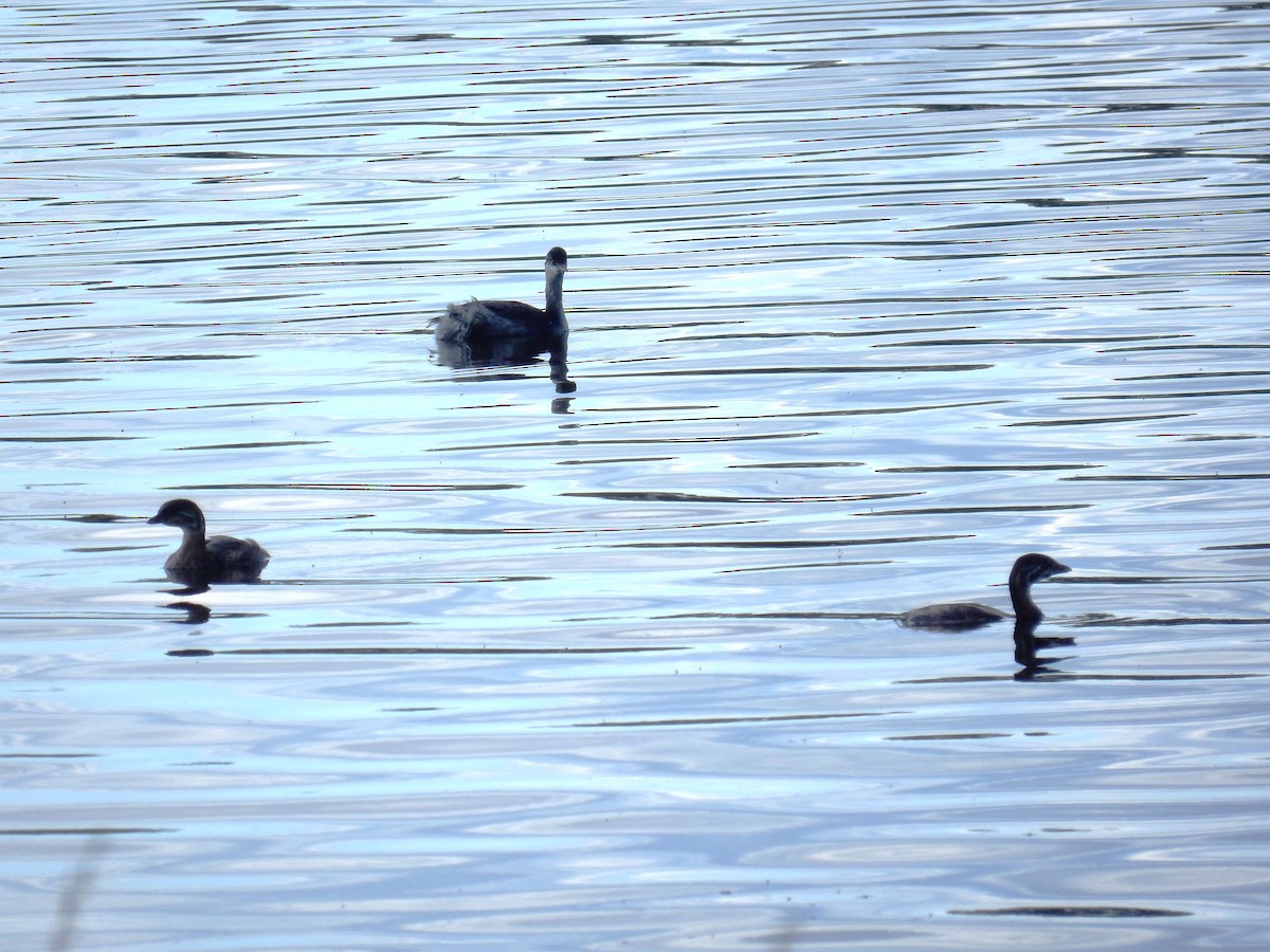 Pied-billed Grebe - ML623506823