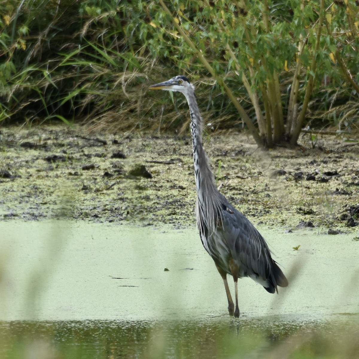 Great Blue Heron - ML623506827