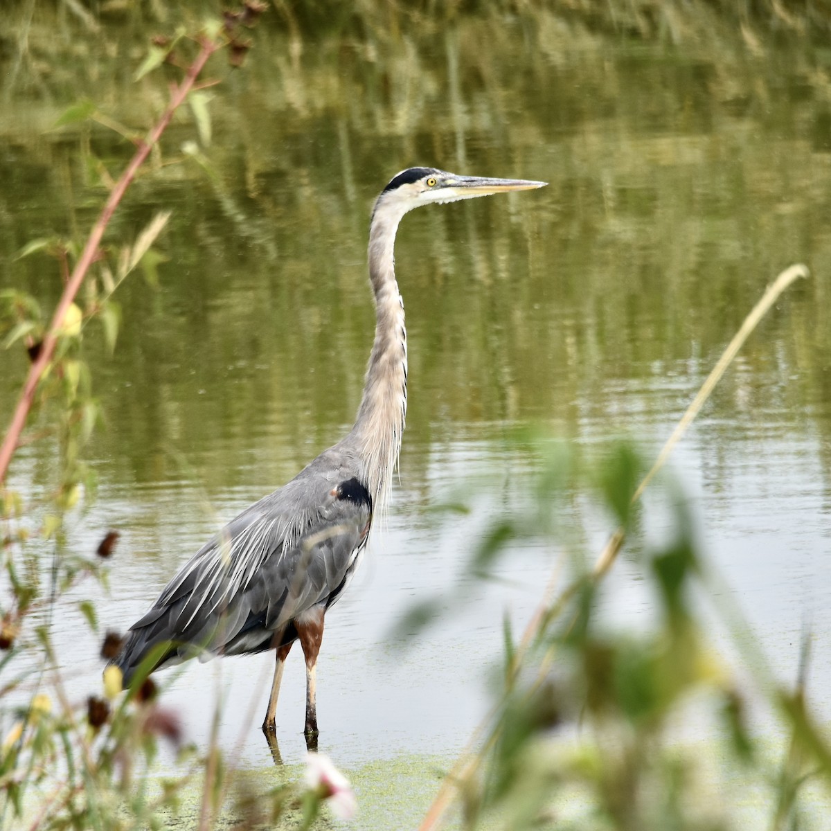 Great Blue Heron - ML623506828