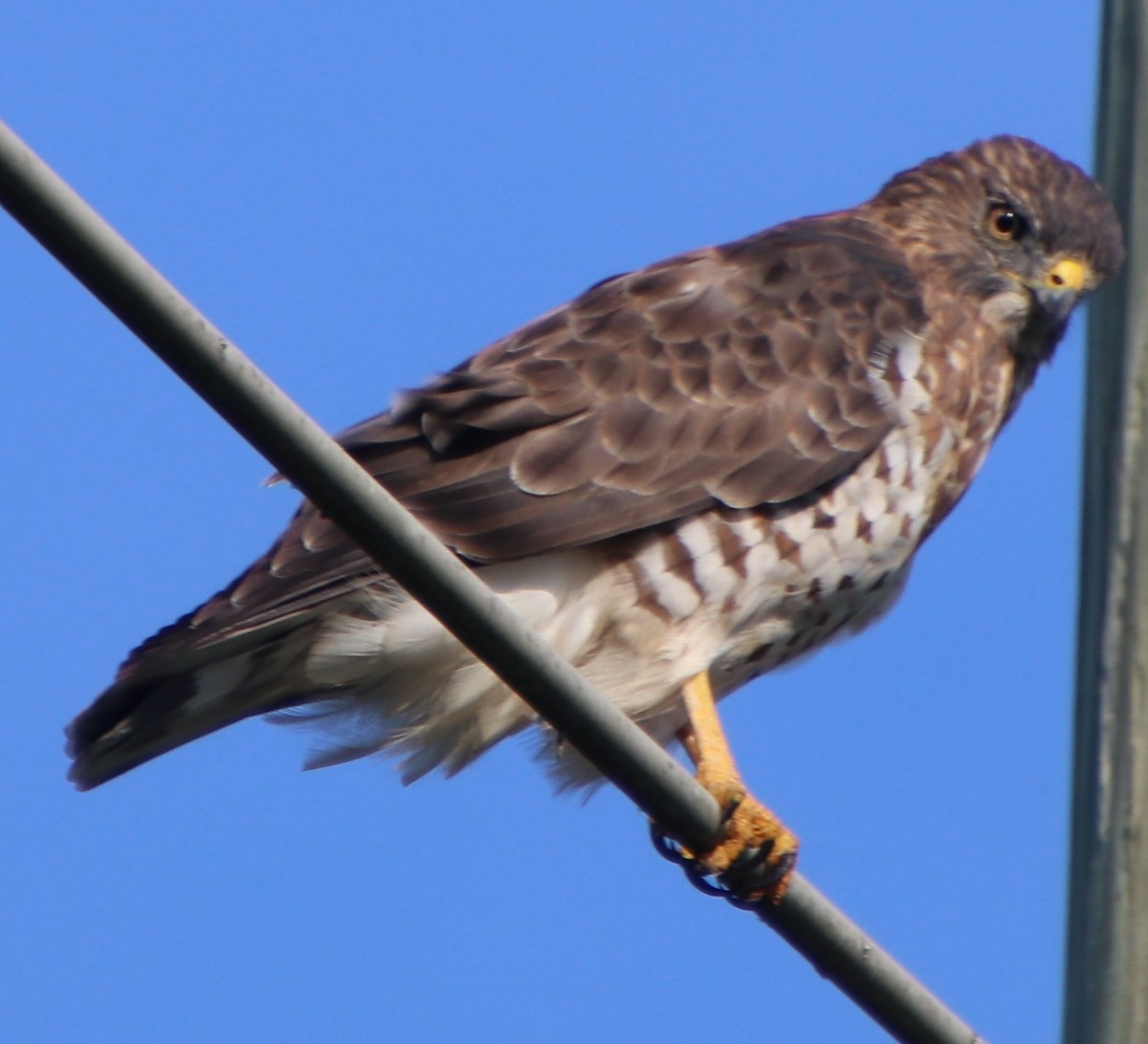Broad-winged Hawk - ML623506839