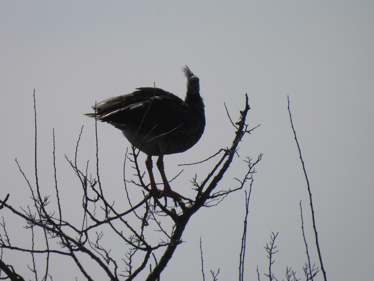 Southern Screamer - ML623506840