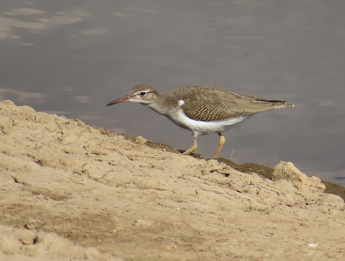 Spotted Sandpiper - ML623506841