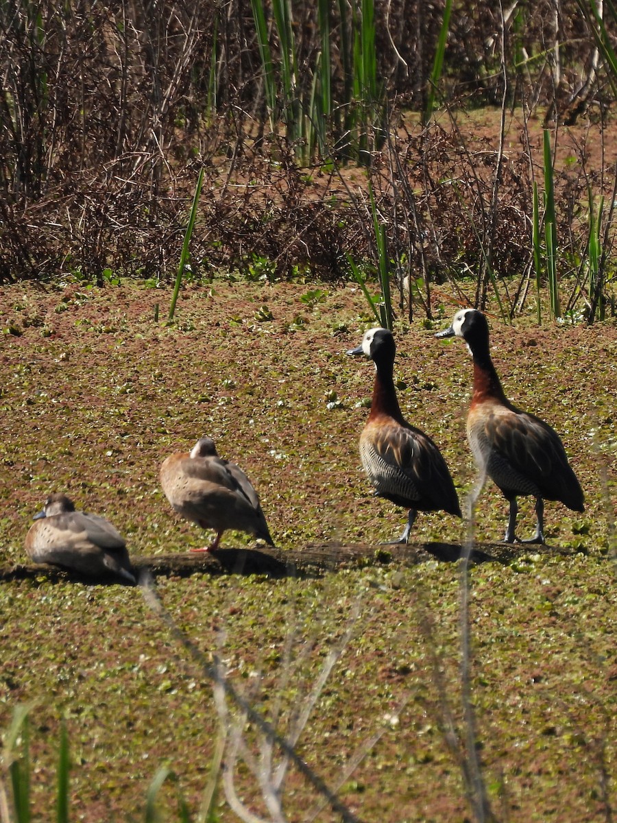 White-faced Whistling-Duck - ML623506842