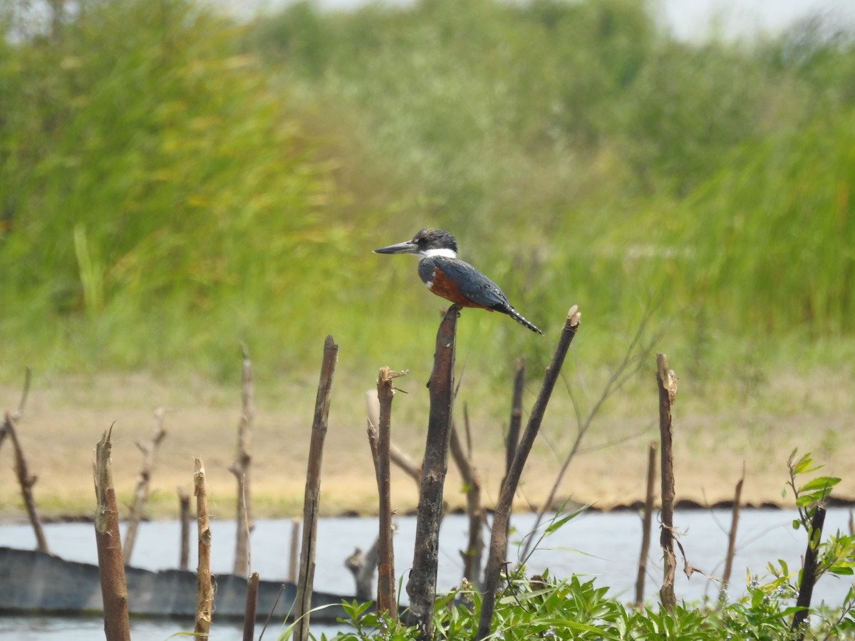 Martin-pêcheur à ventre roux - ML623506858