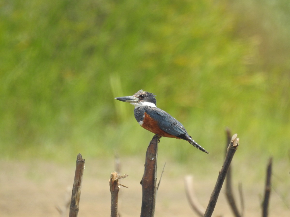 Martin-pêcheur à ventre roux - ML623506859