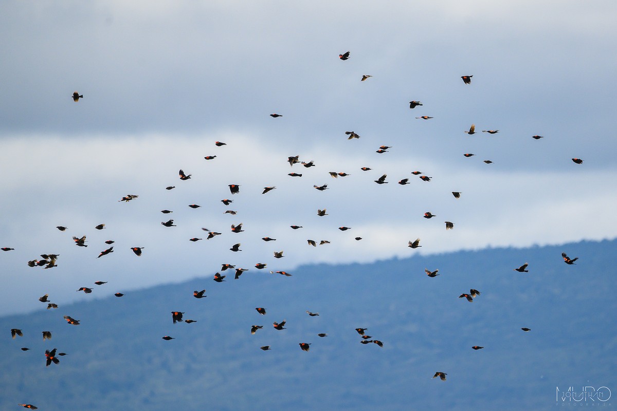 Red-winged Blackbird - ML623506860