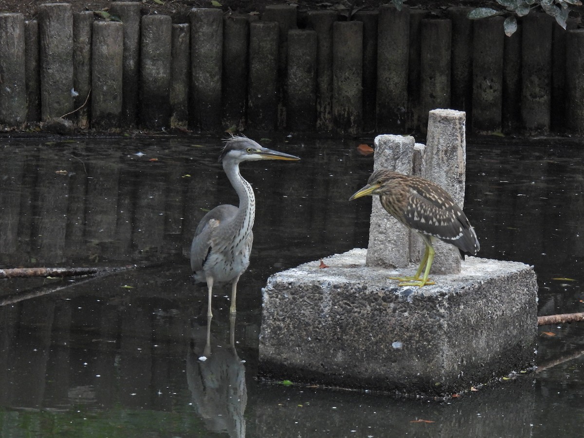 Gray Heron - Pierre Alquier