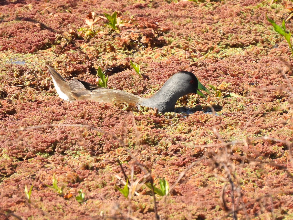 Spot-flanked Gallinule - ML623506886