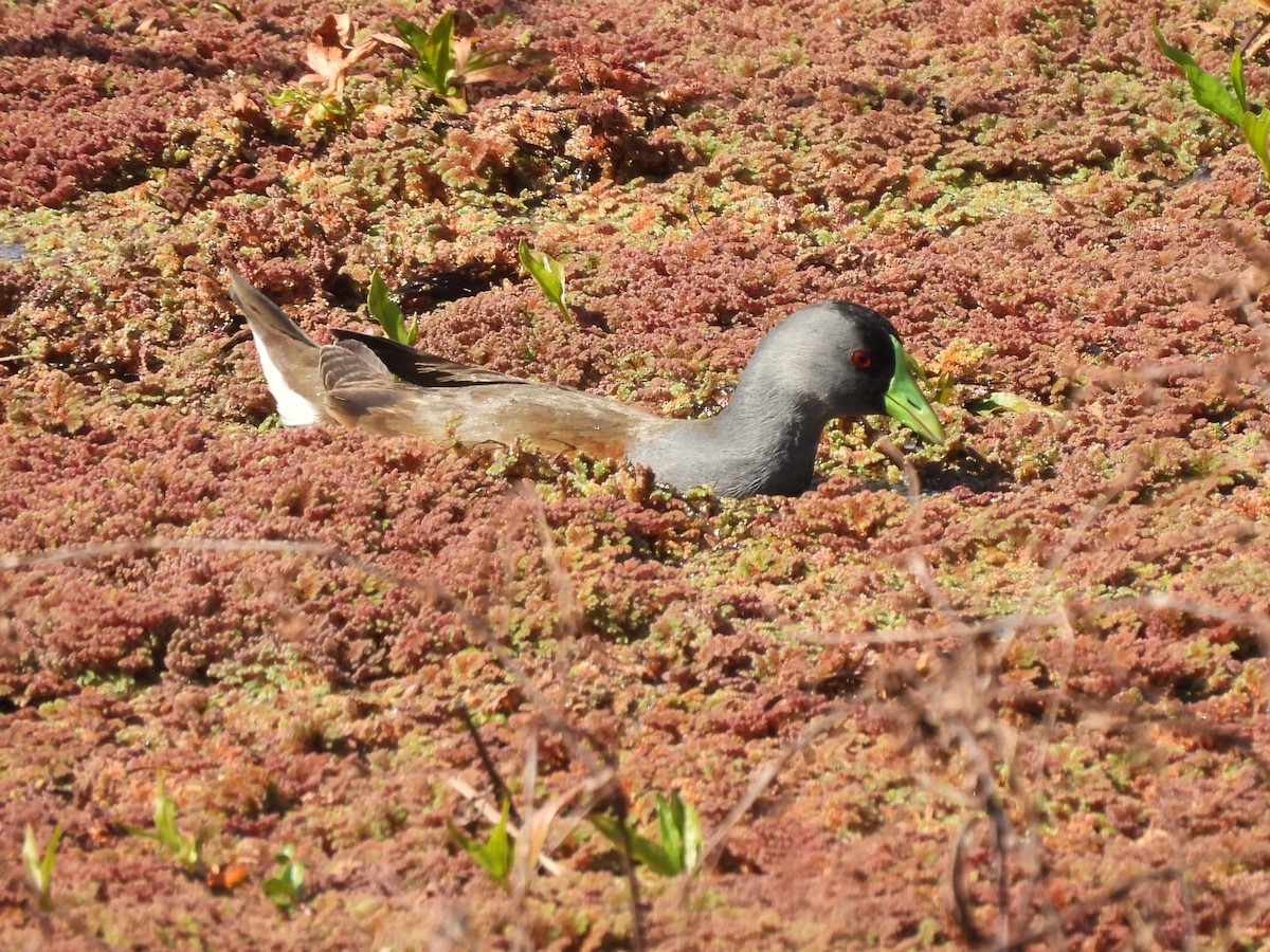 Spot-flanked Gallinule - ML623506887