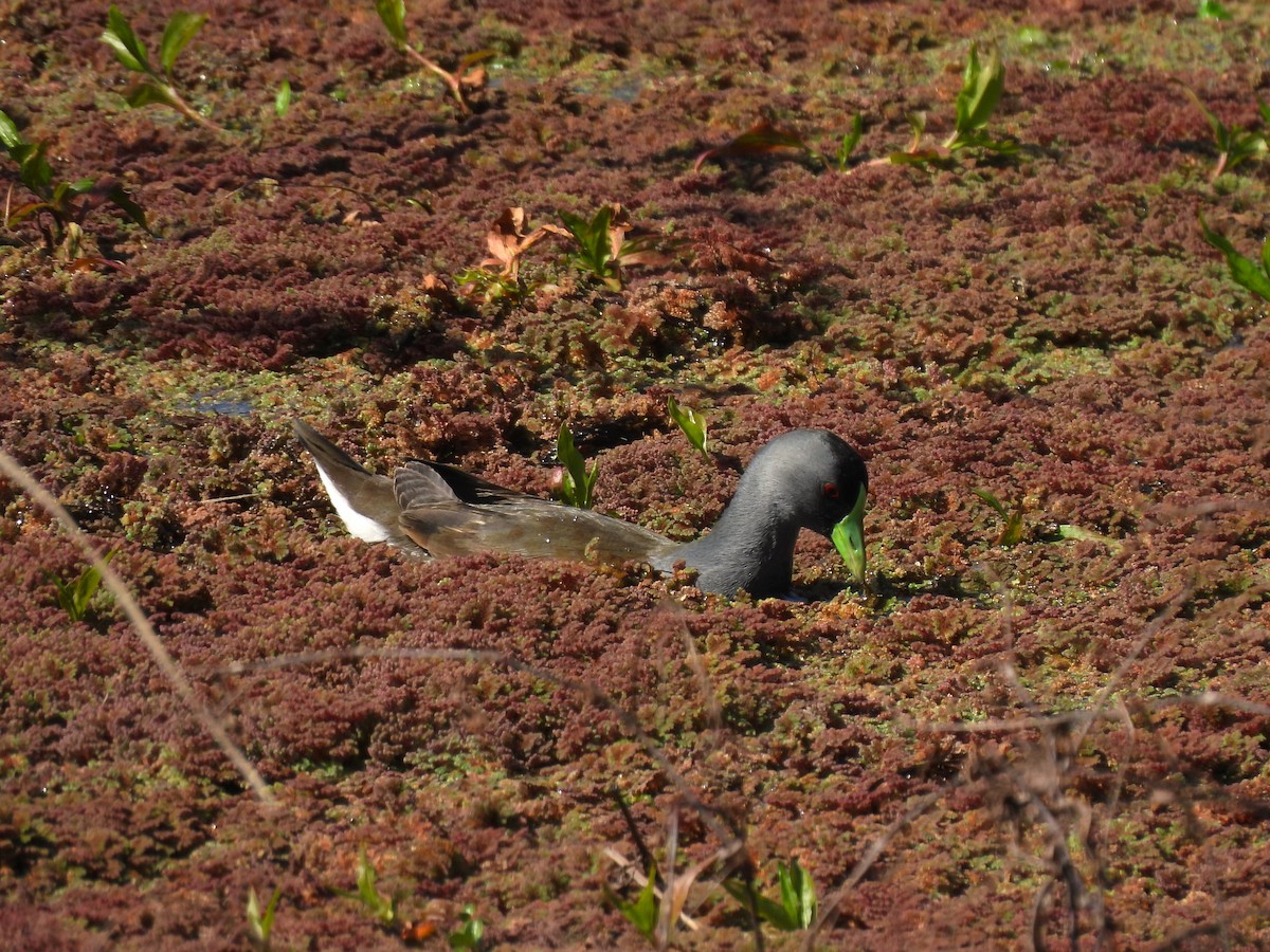 Spot-flanked Gallinule - ML623506888