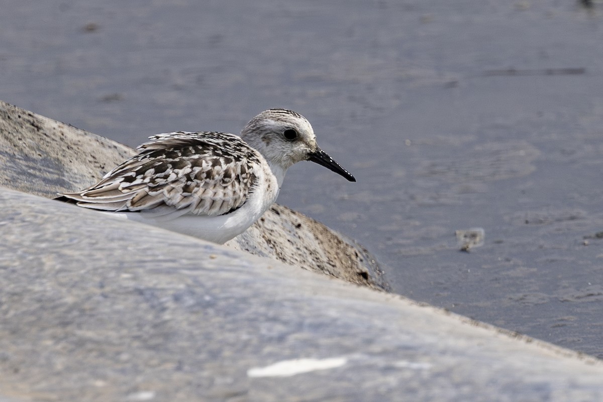 Sanderling - ML623506895