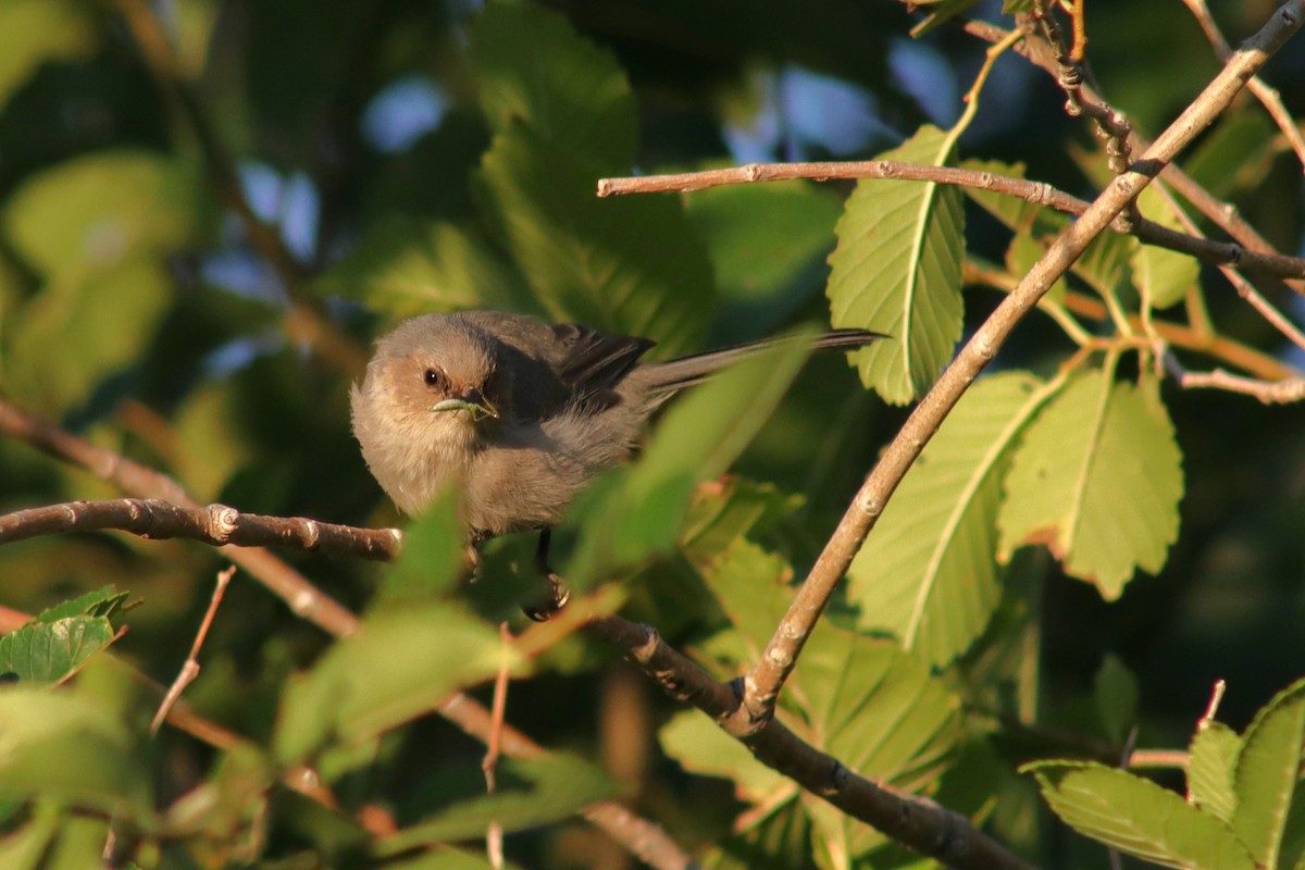 Bushtit - ML623506900