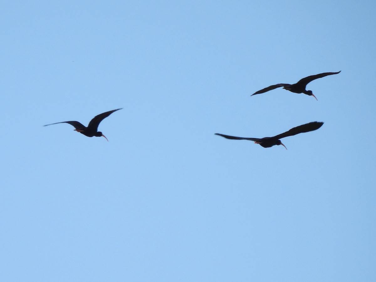 Bare-faced Ibis - ML623506904