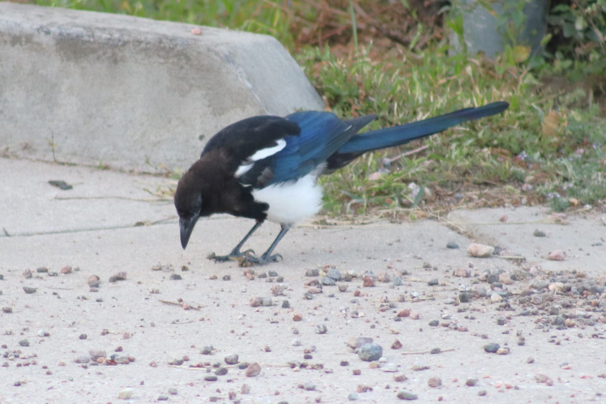 Black-billed Magpie - ML623506936