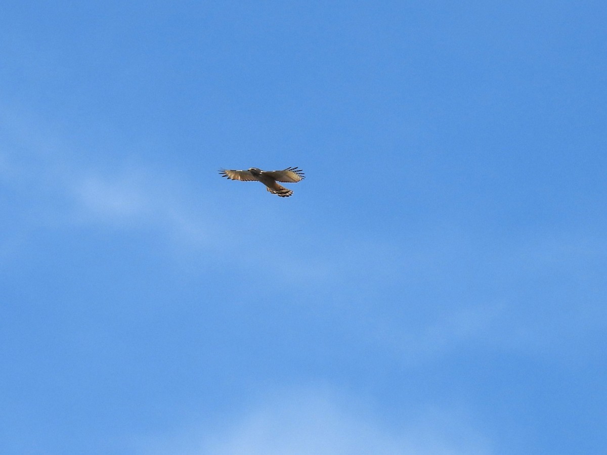 Long-winged Harrier - ML623506995