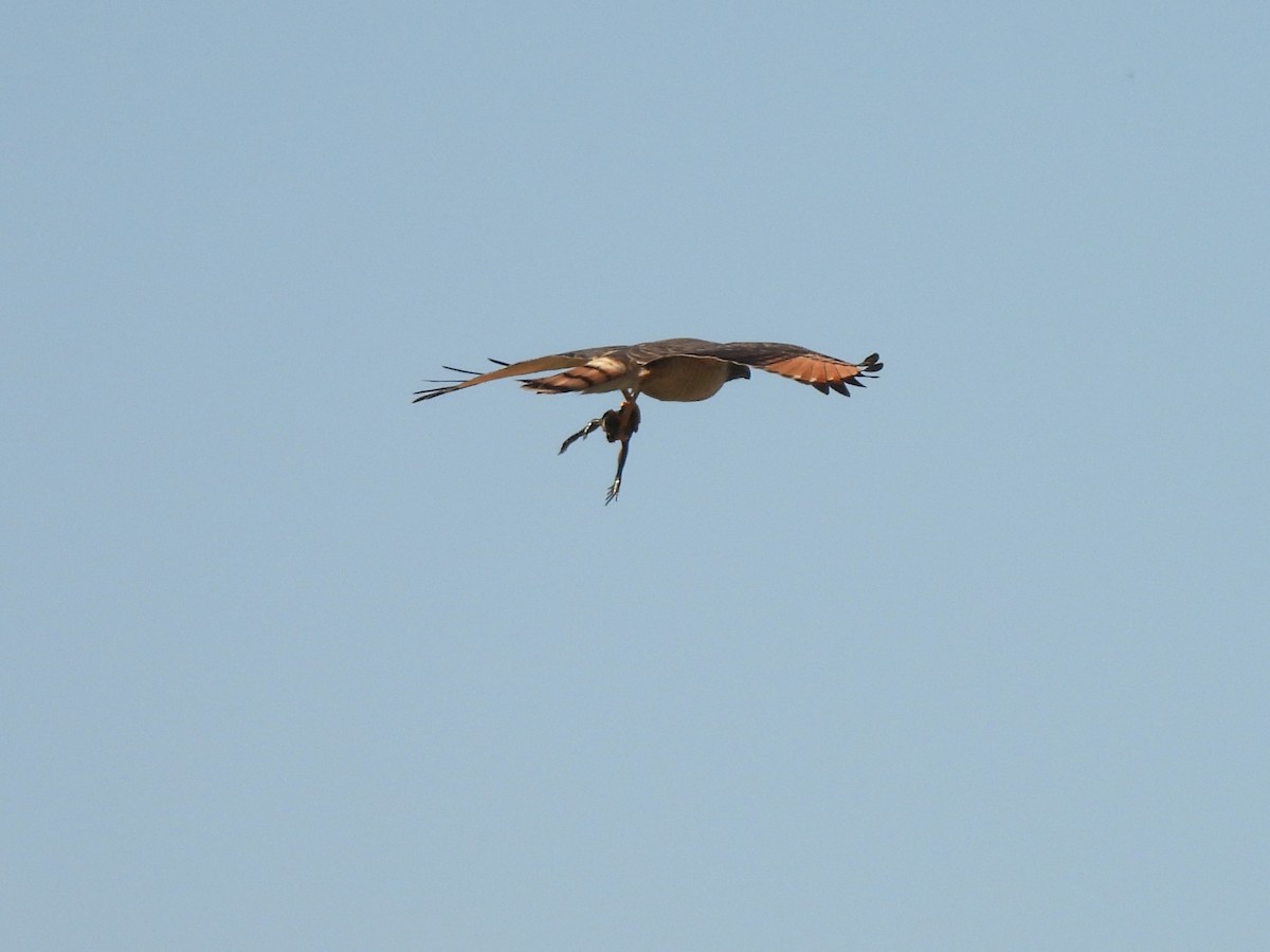 Roadside Hawk - ML623507004