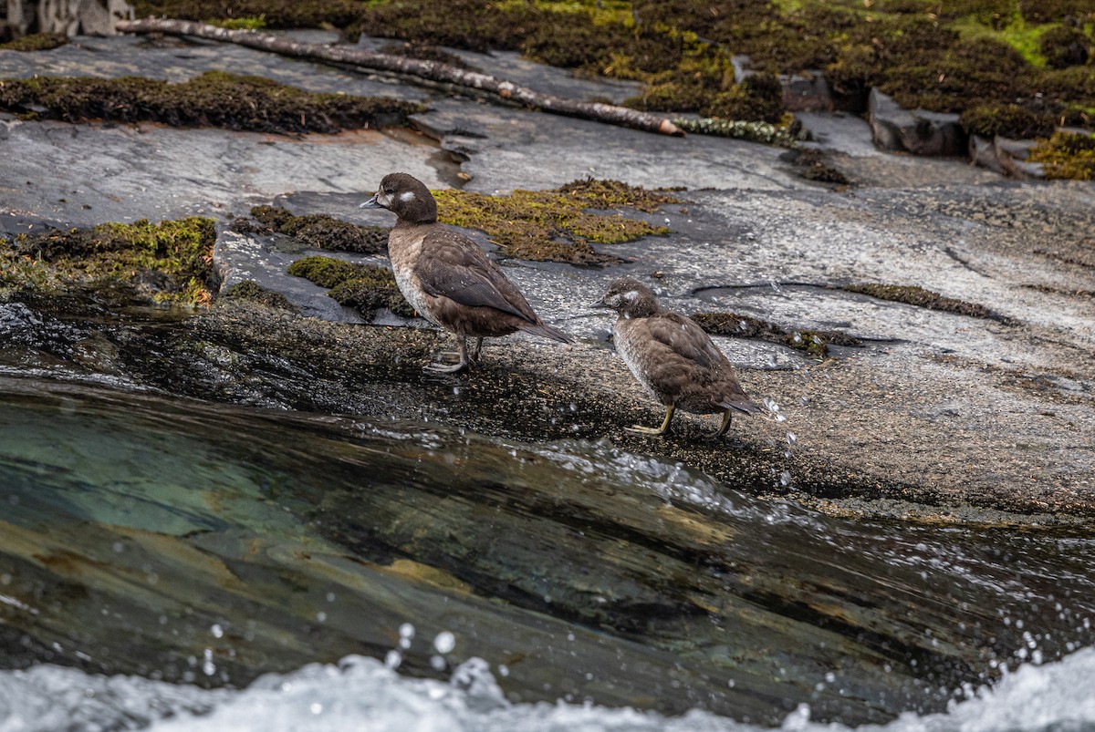 Harlequin Duck - bj worth