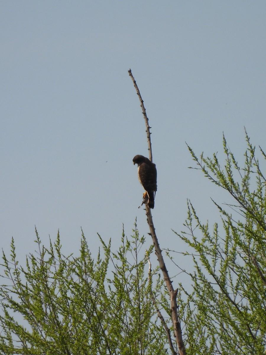 Roadside Hawk - ML623507011