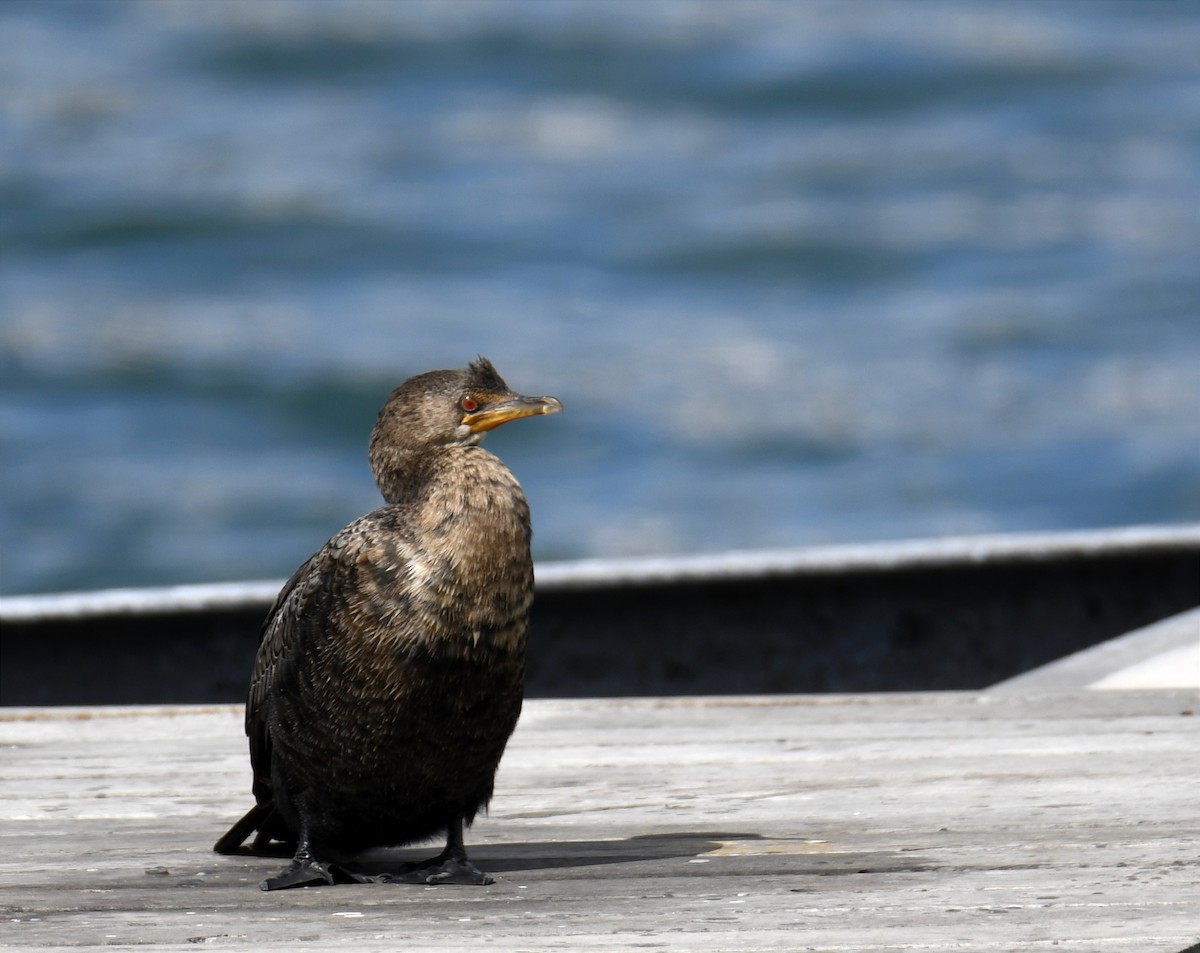 Crowned Cormorant - ML623507021