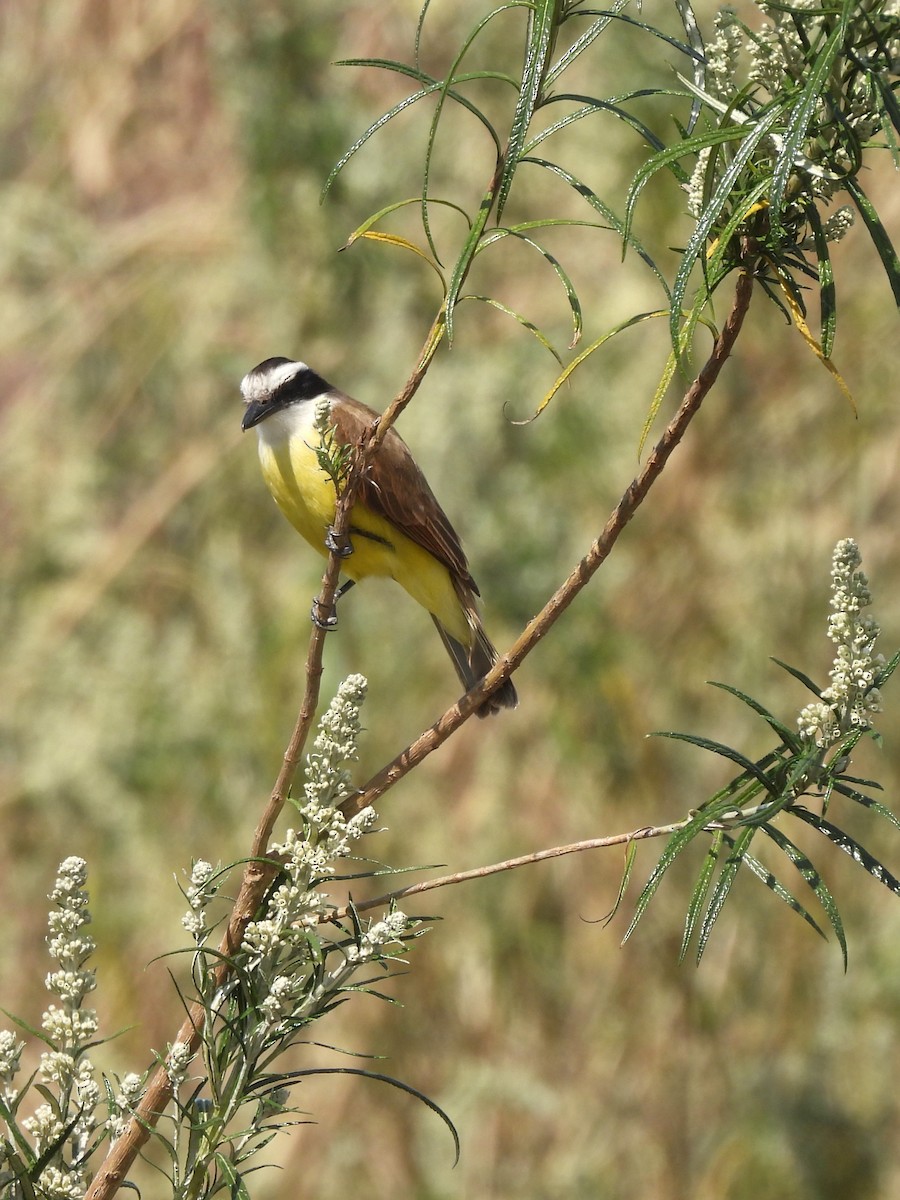 Great Kiskadee - ML623507023