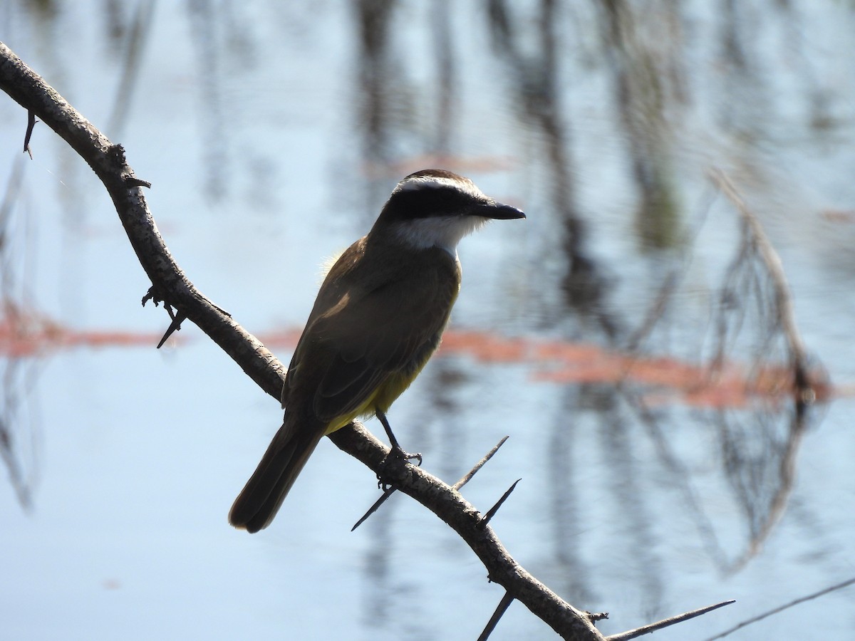 Great Kiskadee - Maria Lujan Solis