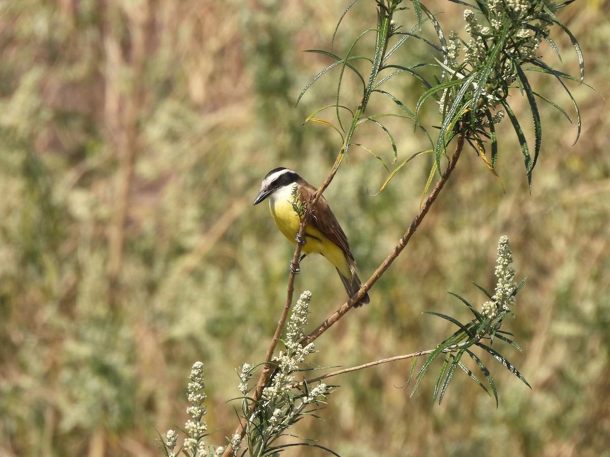 Great Kiskadee - ML623507040